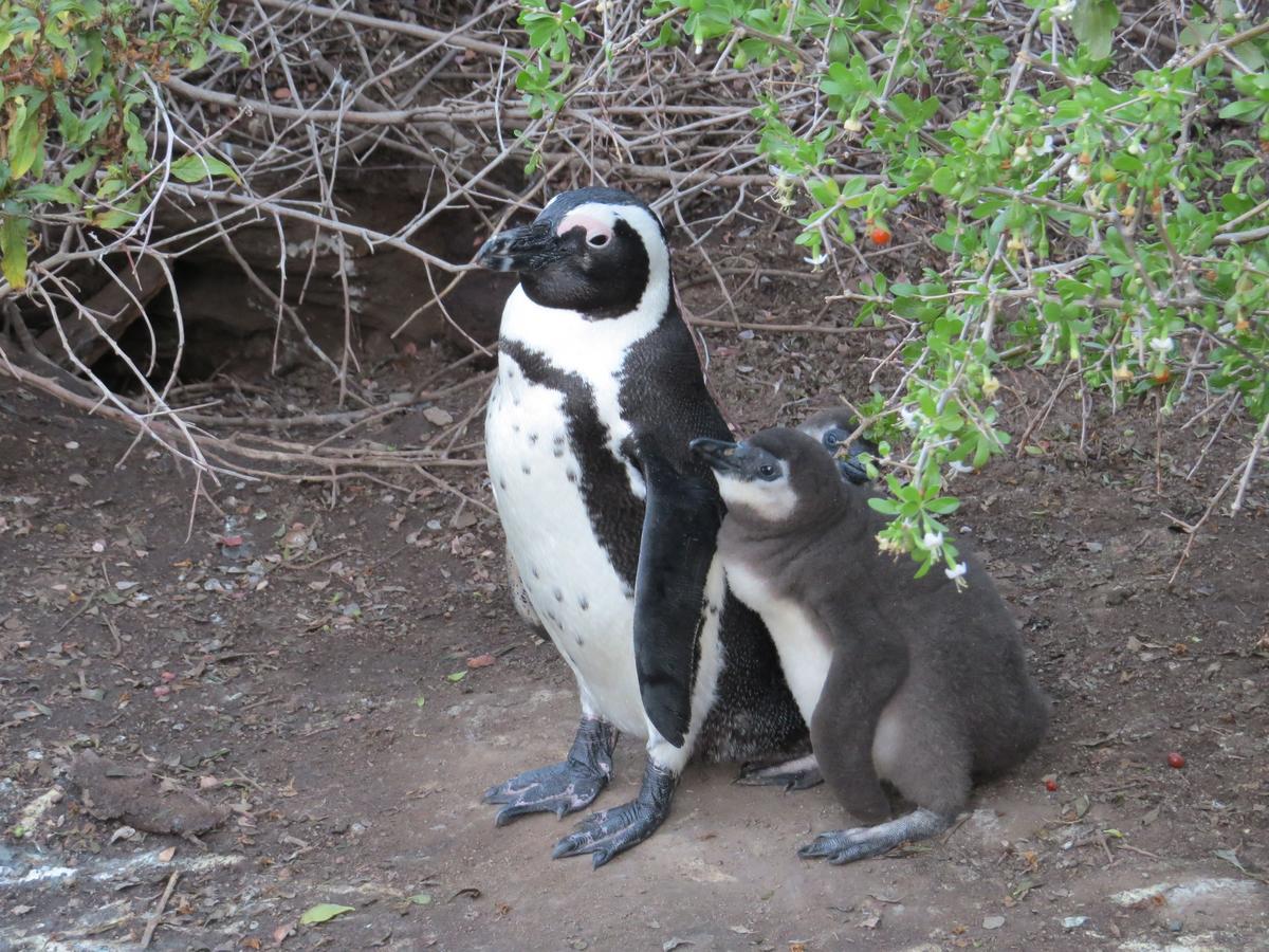 Penguins View Guesthouse Simon's Town Bagian luar foto